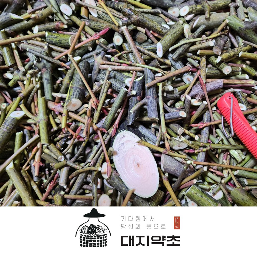 대지약초 자연산 벌나무 산청목 잔가지 간에좋은나무 전문 산약초꾼 채취 간에좋은나무 차 효능 복용법