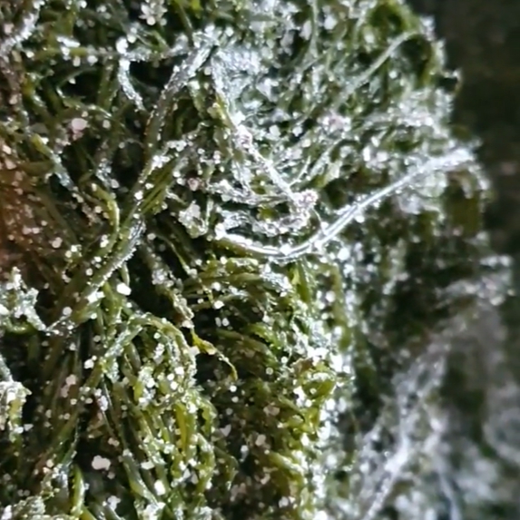 장흥 염장모자반 10kg 해초무침 해초비빔밥 몸국 건강식 샐러드 (공지사항 참조)