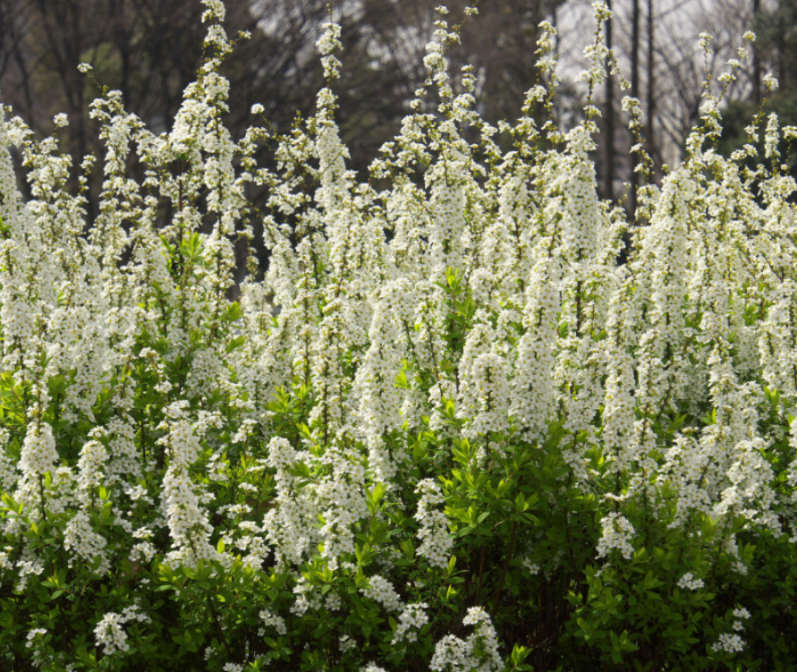 [신바람 플랜트] 조팝나무(일반) 2년생 장미과