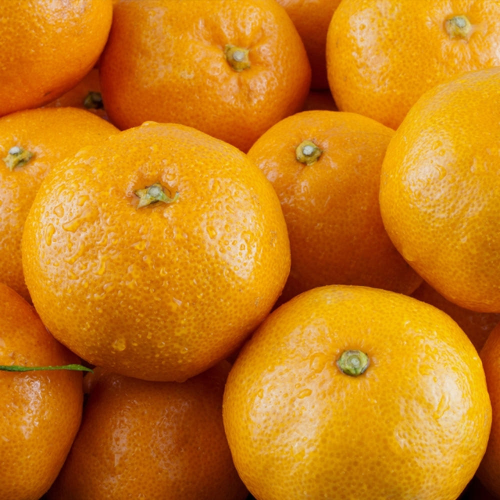 제주감귤농장 귤 10kg 제주 타이벡 감귤 노지 고당도 5kg 3kg