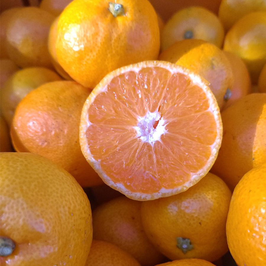 제주 감귤 조생 타이백 타이벡 귤 소과 로얄과 프리미엄과 5kg 10kg